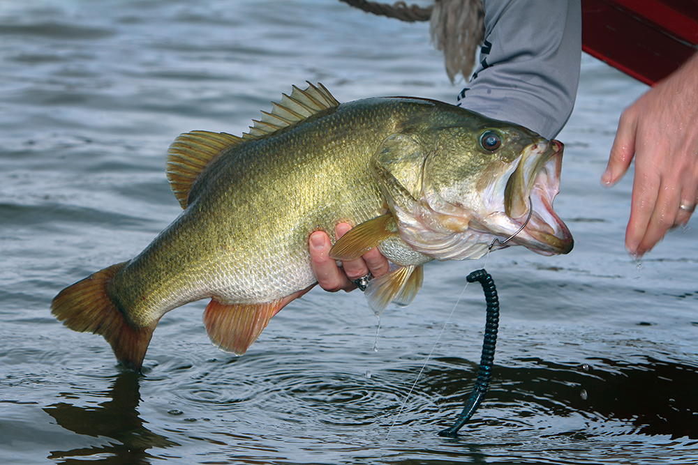 Georgia Bass Fishing