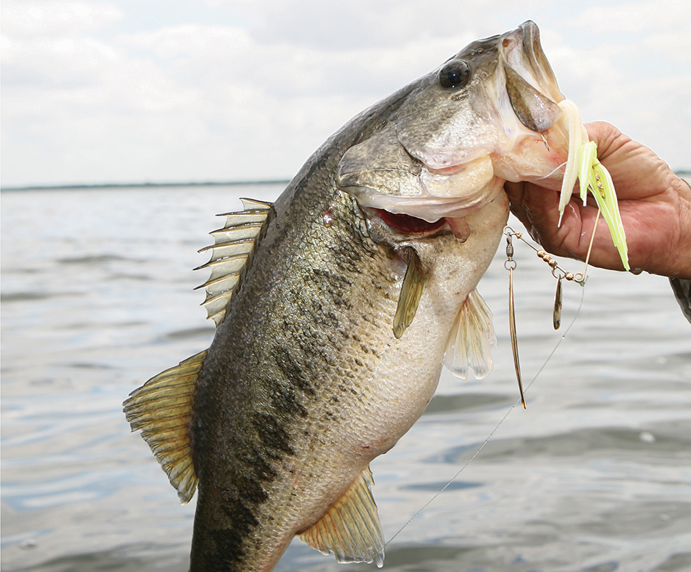 Top Places For Bass Fishing In Mississippi