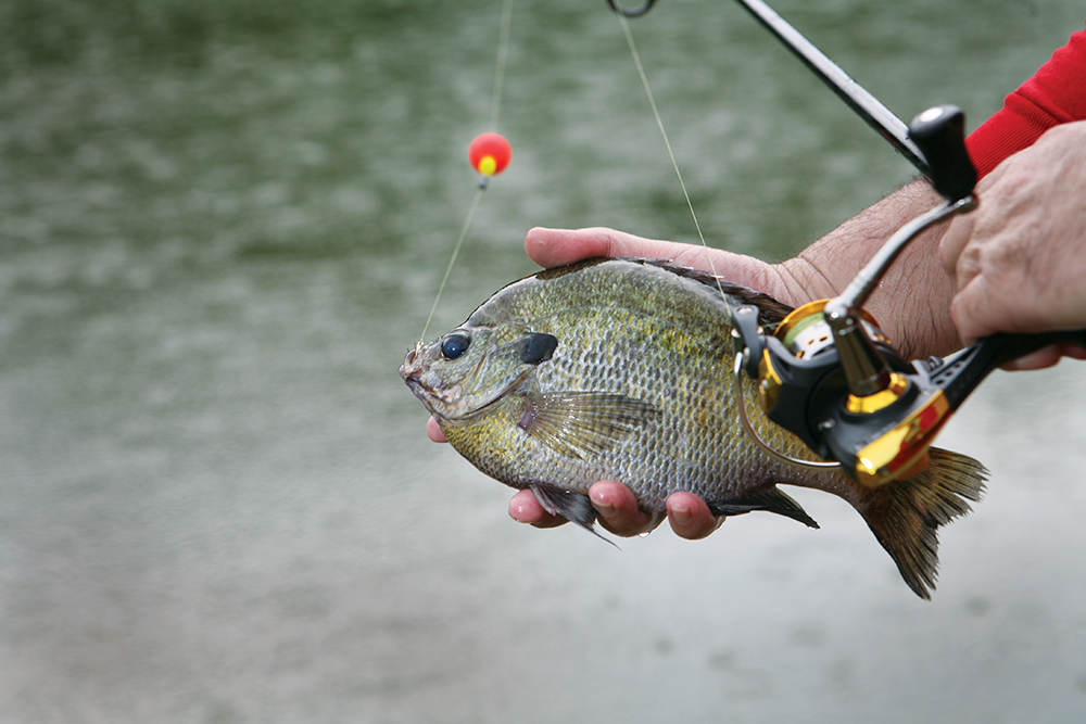 Your Best Spring Fishing in Oklahoma