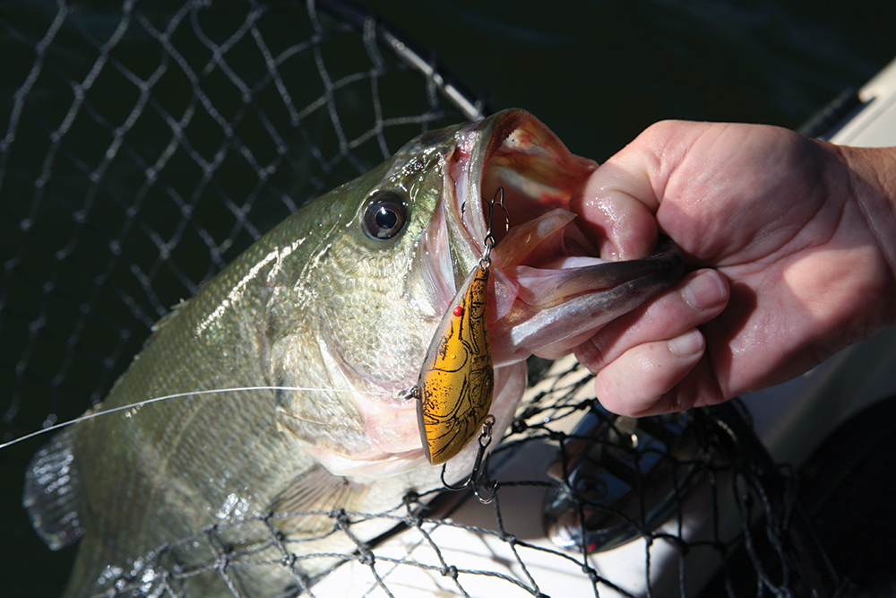 Top Places for Bass Fishing in South Carolina