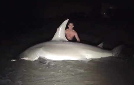 Video: Florida Students Reel in 700-Pound Hammerhead Shark