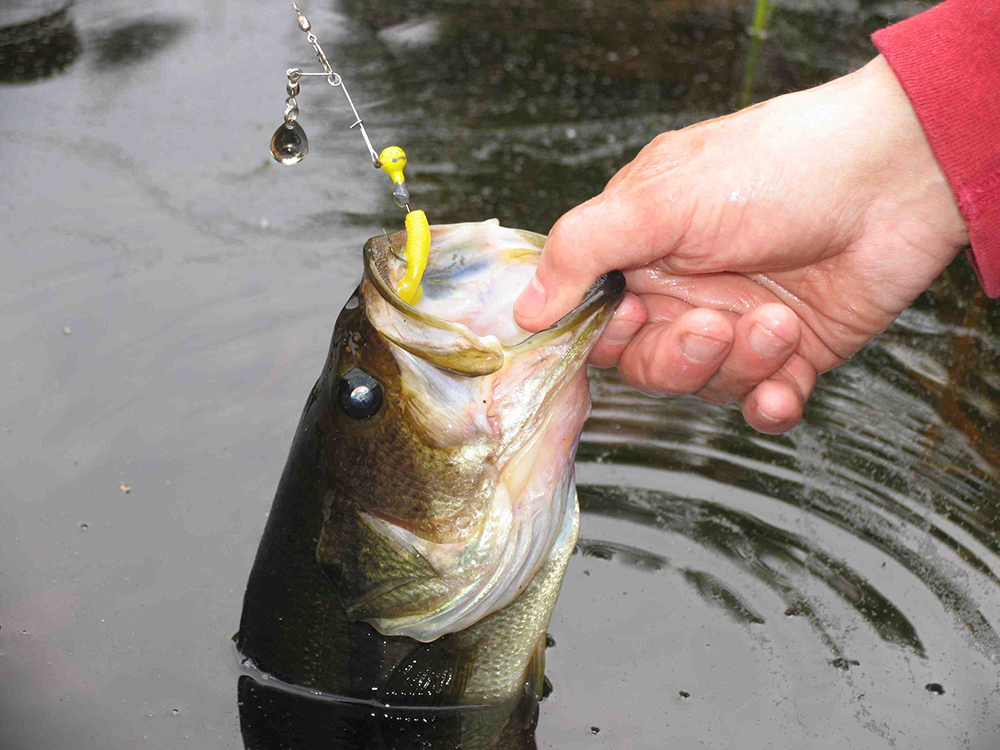 Top Places for Bass Fishing in Delaware