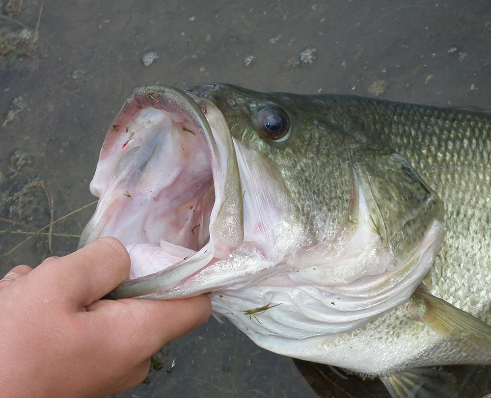 Top Places for Bass Fishing in North Dakota - Game & Fish