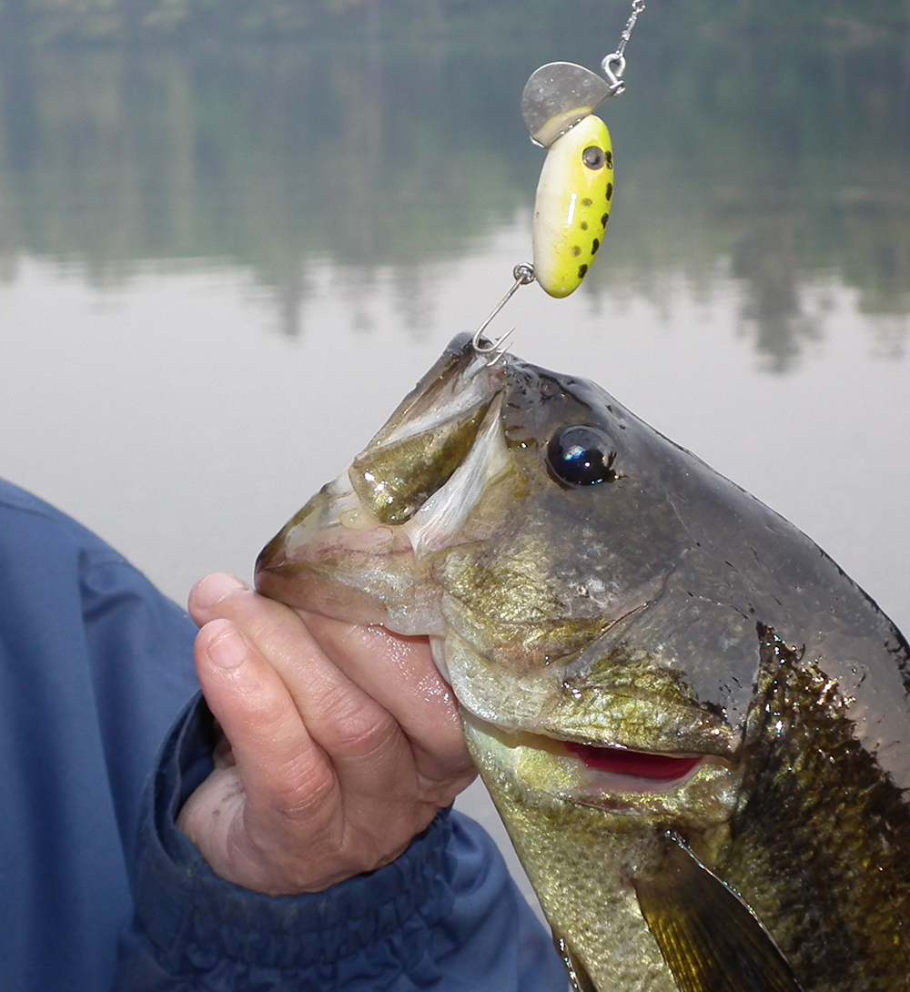 Top Places for Bass Fishing in Wyoming