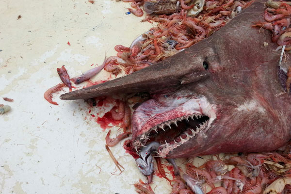 Georgia Man Catches Rare Goblin Shark