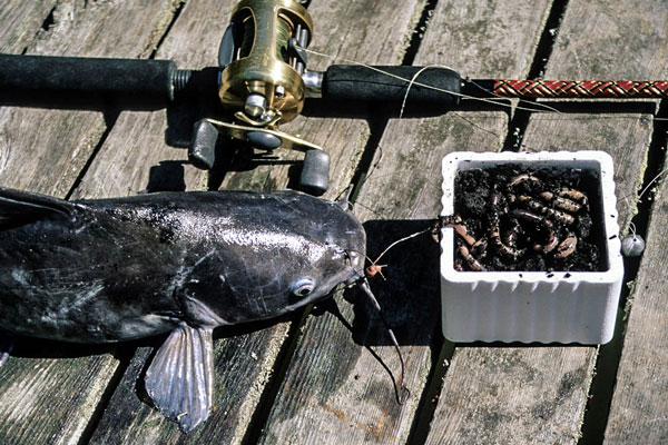 How to Skin a Catfish