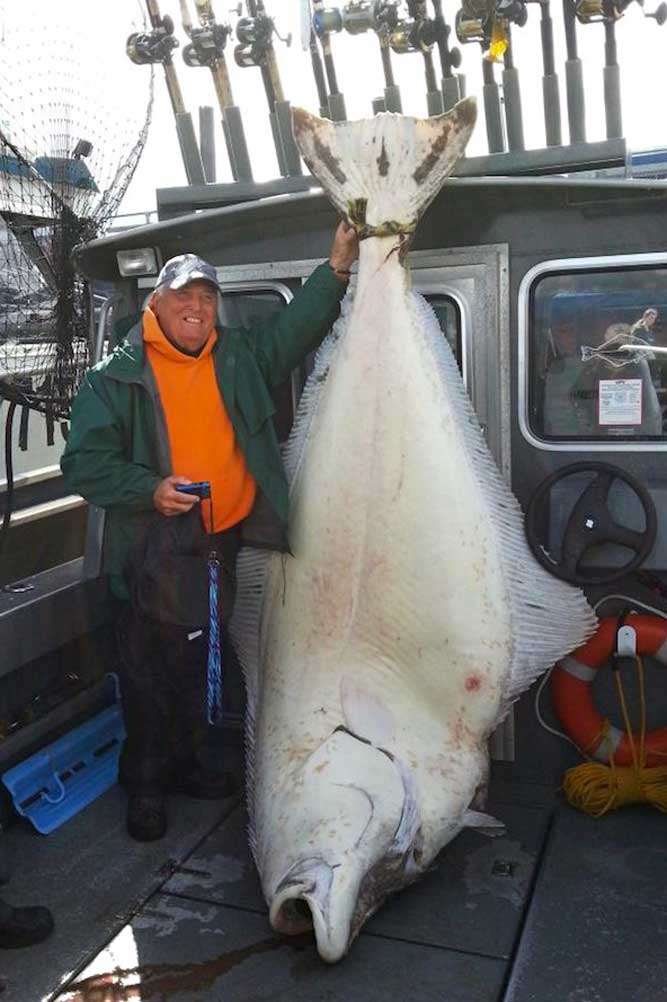Angler's Pacific Halibut Just a Shot Away From the World Record