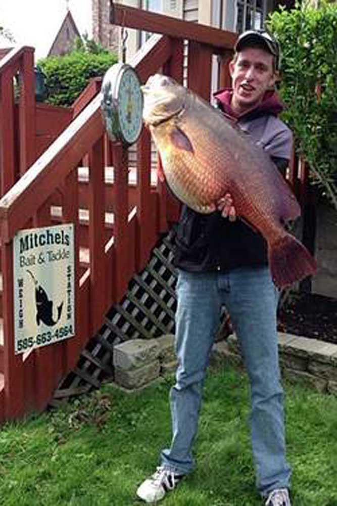 New Yorker Lands State Freshwater Drum Record 