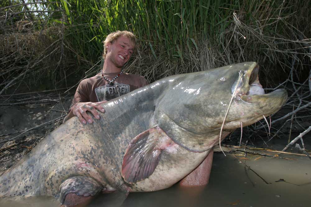 10 Biggest Catfish World Records of All Time