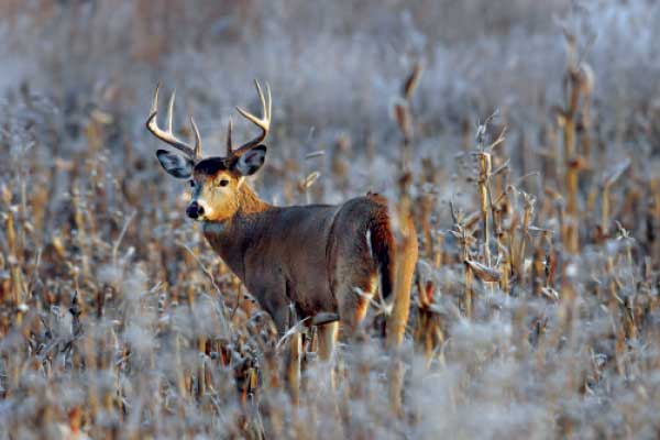 Farmland_Deer_Feature