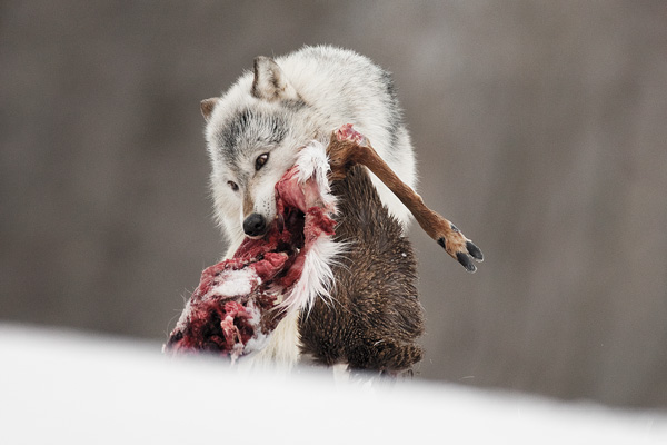 wolf_effect_F