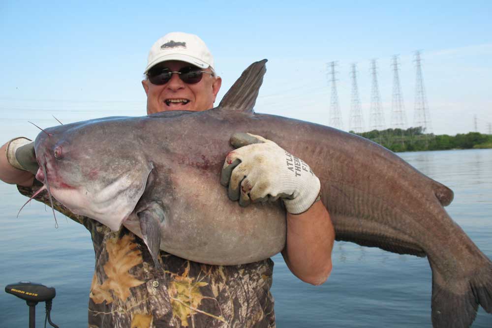 Whats The Worlds Largest Catfish