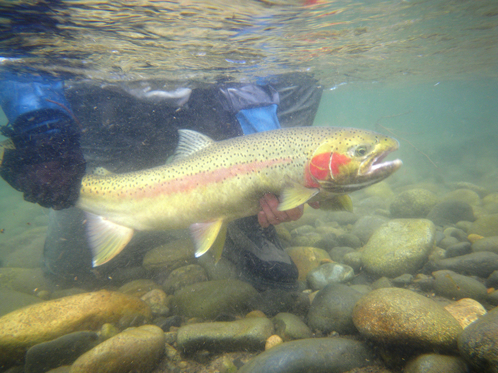 Rocky Mountain 2015 Fishing Calendar