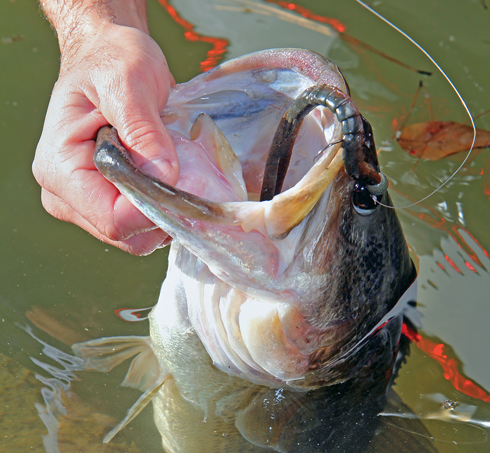 Great Plains Bass Forecast for 2015