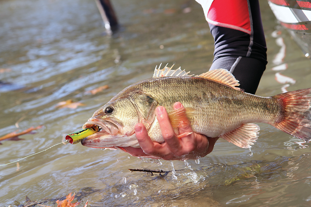 Tennessee Bass Forecast for 2015