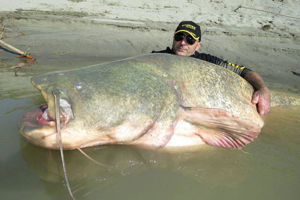 Is this the Next World Record Catfish?