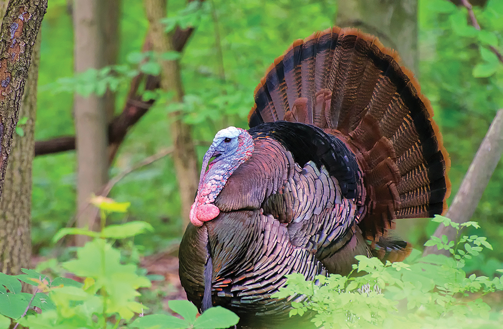 Ohio Turkey Forecast for 2015