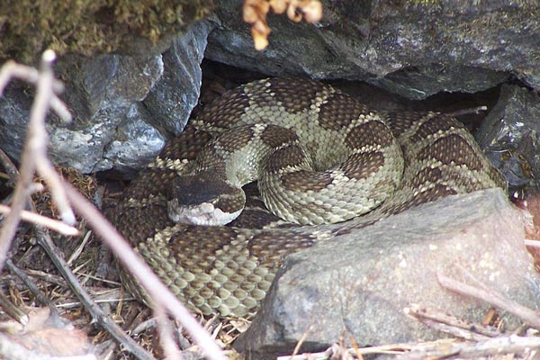 WATCH: Have You Ever Seen a Hognose Play Dead? - Texas Fish & Game Magazine