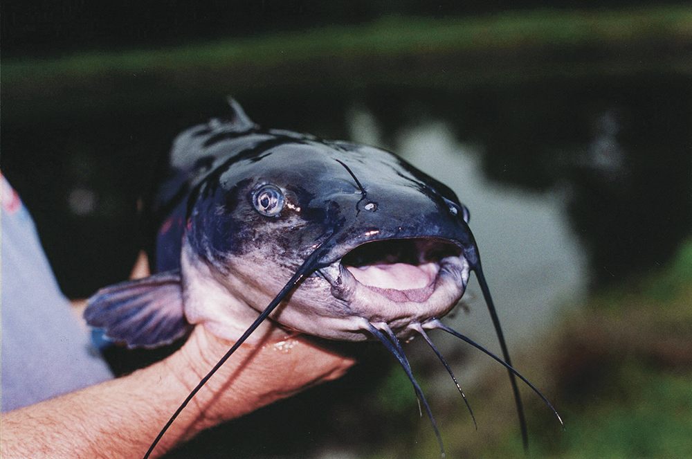 Mississippi Catfish Forecast for 2015