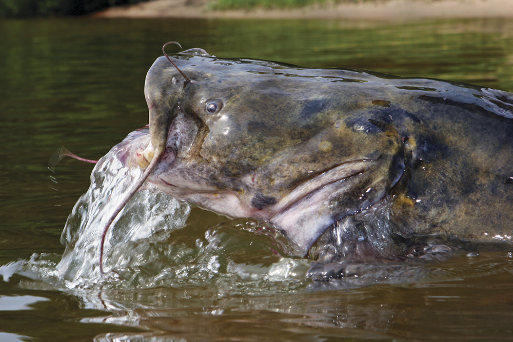Complete Guide to Catching Georgia's Flathead Catfish