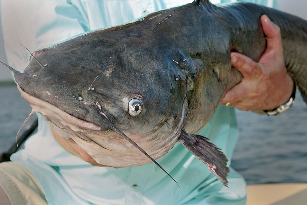 Great Plains Catfish Forecast for 2015
