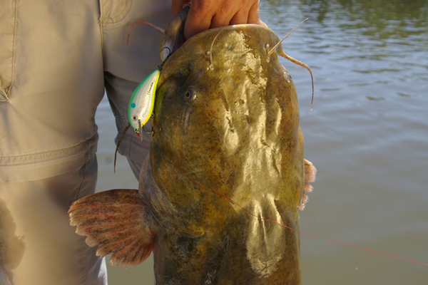 thumbnail image 2 of Magic Catfish Bait Hogwild Dipper Worm - Red - Pack Of 2 2 of 11