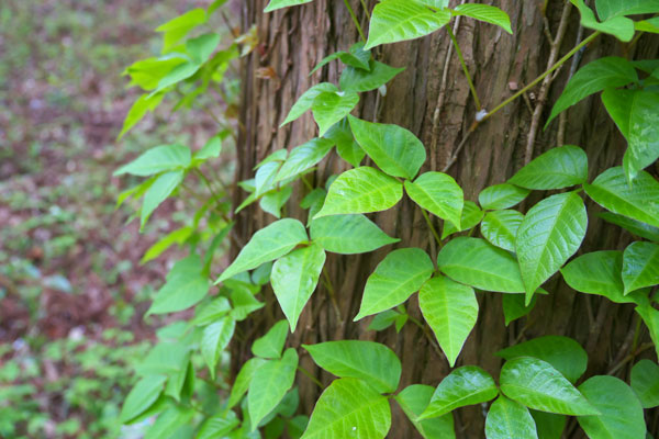 Poisonous Plants: Identify or Itch Like Crazy
