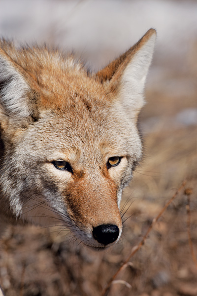 Simple Tips For Winter Coyote Hunting