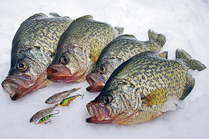 Crappie_jigs_for_ice_fishing