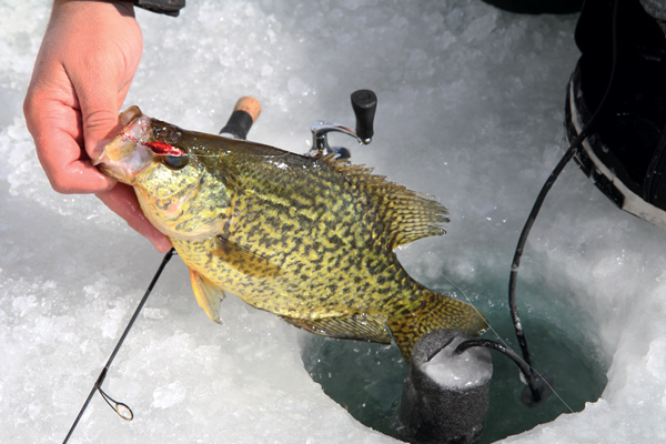 Ice Fishing for Crappie: Tips & Tactics