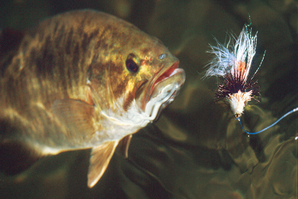 Fly Fishing Tips: Smallmouth Flies Every Angler Should Use - Flylords Mag