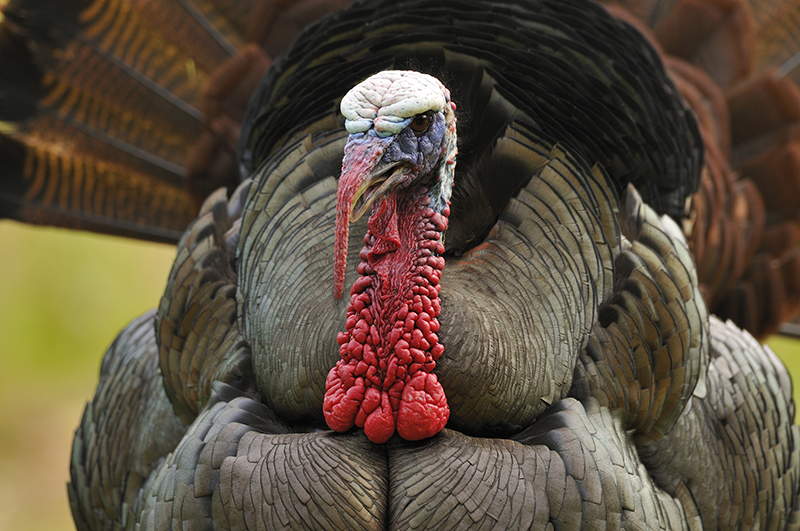 Virginia Turkey Forecast for 2016