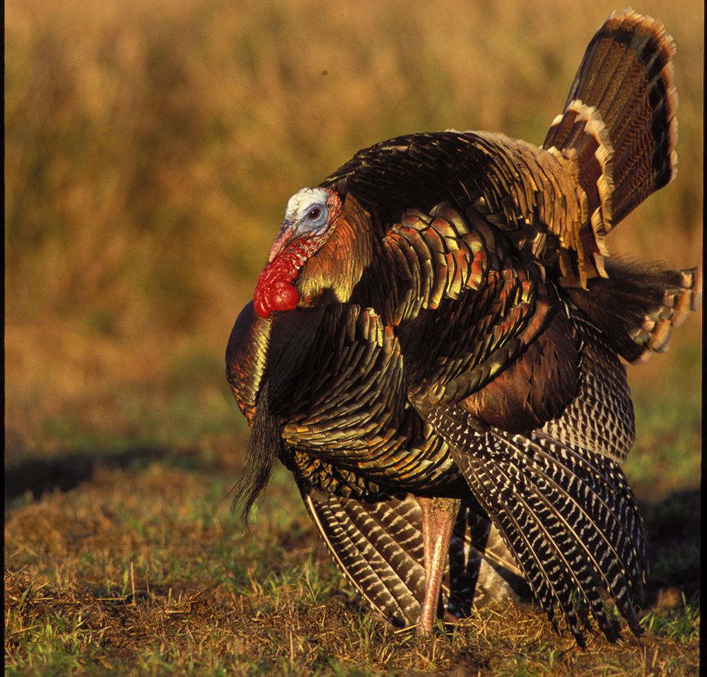 Washington and Oregon Turkey Forecast for 2016