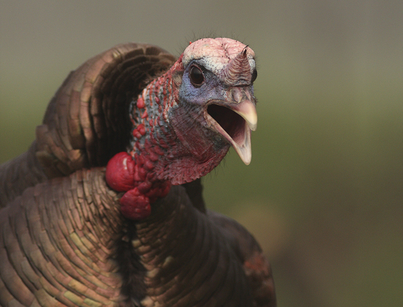 Kentucky Turkey Forecast for 2016