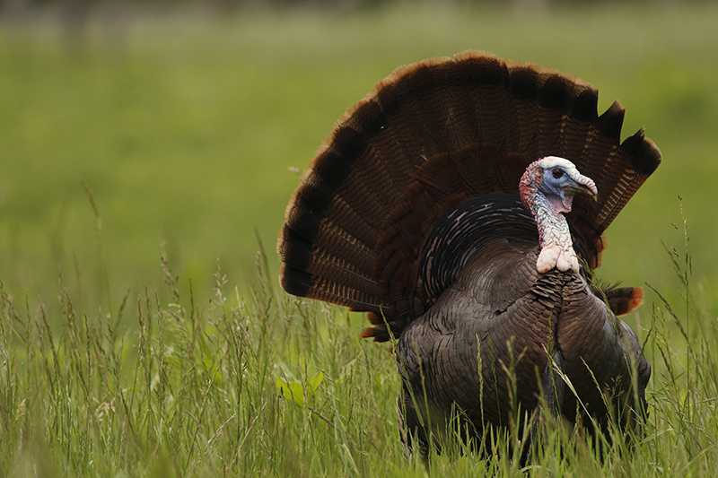 Pennsylvania Turkey Forecast for 2016