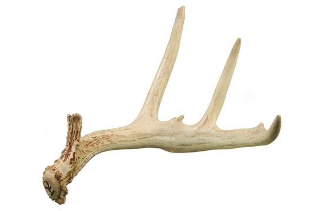 real antlers for deer dog training
