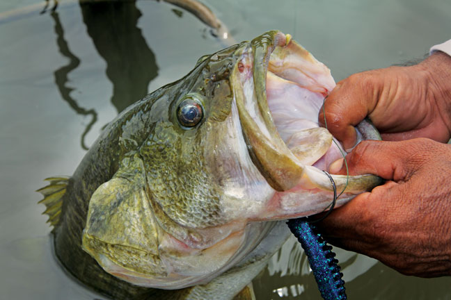 6 Proven Tactics for Spring Bass Fishing - Game & Fish