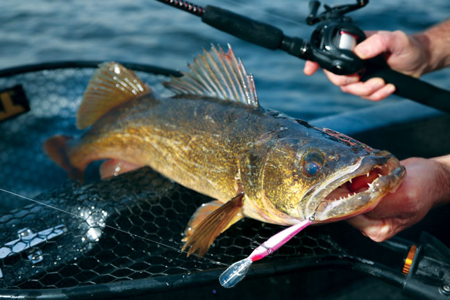 Post-Spawn Walleye Fishing Advice