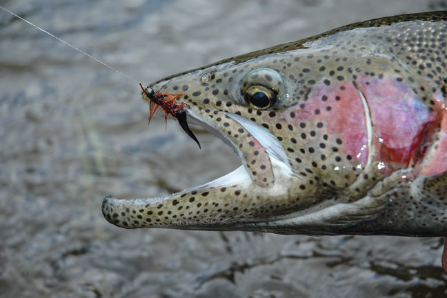 Trout fishing tips, spring trout fishing