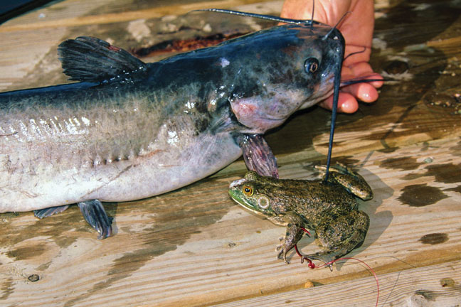 Catch Bigger Catfish With Power Tactics