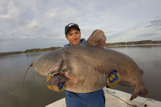 world record flathead catfish noodling