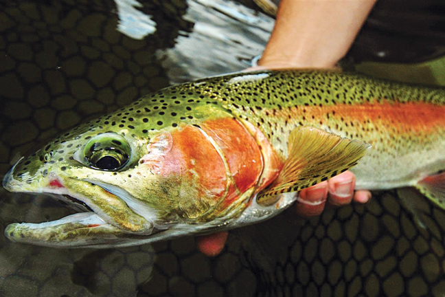 where do the mature salmon hangout Where do the mature salmon hangout