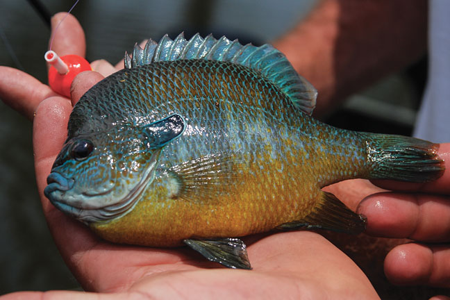 Patterning Summer Bluegill