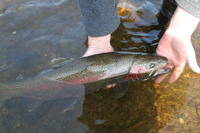 At the end of the day, there is nothing like releasing a bright steelhead like this back into its native waters.