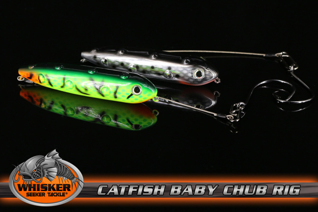 Whisker Seeker Baby Chub for Catfish