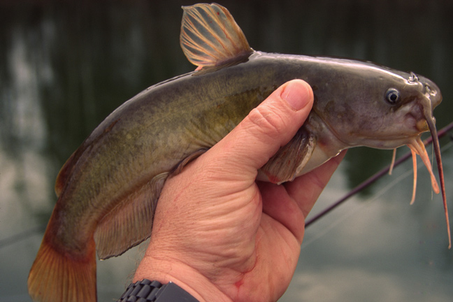 6 Nearly Forgotten Catfish Baits You Should Try - Game & Fish