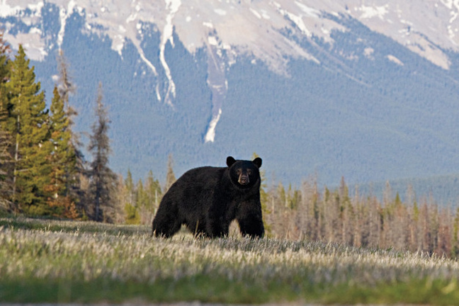 Top Bear Hunting Spots