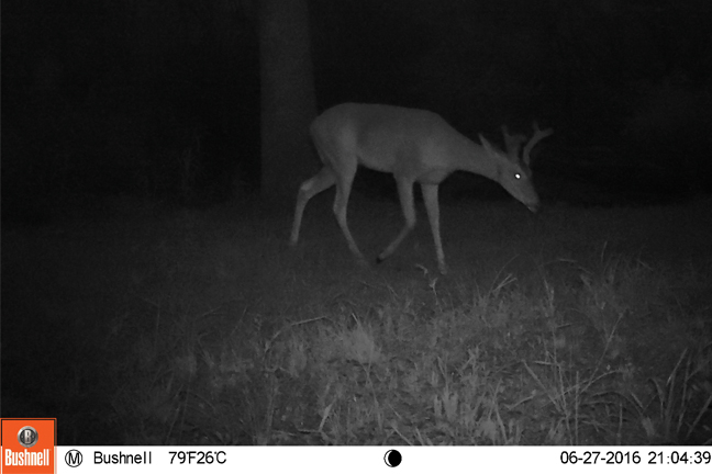 Bushnell Trailcam Image