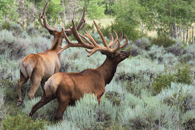 Elk Hunting Trophys