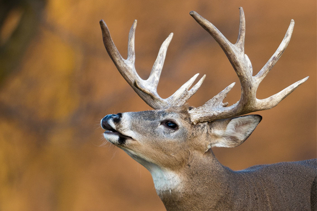 Georgia Deer Forecast for 2016